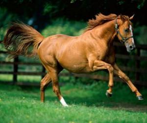 Puzzle Όμορφη καστανιές άλογο